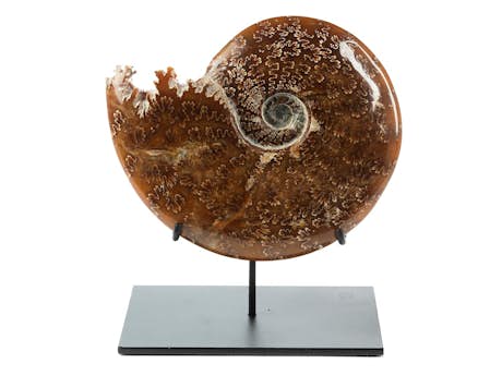 Madagassischer Ammonit
